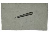 Fossil Belemnite (Acrocoelites) - Germany #266522-1
